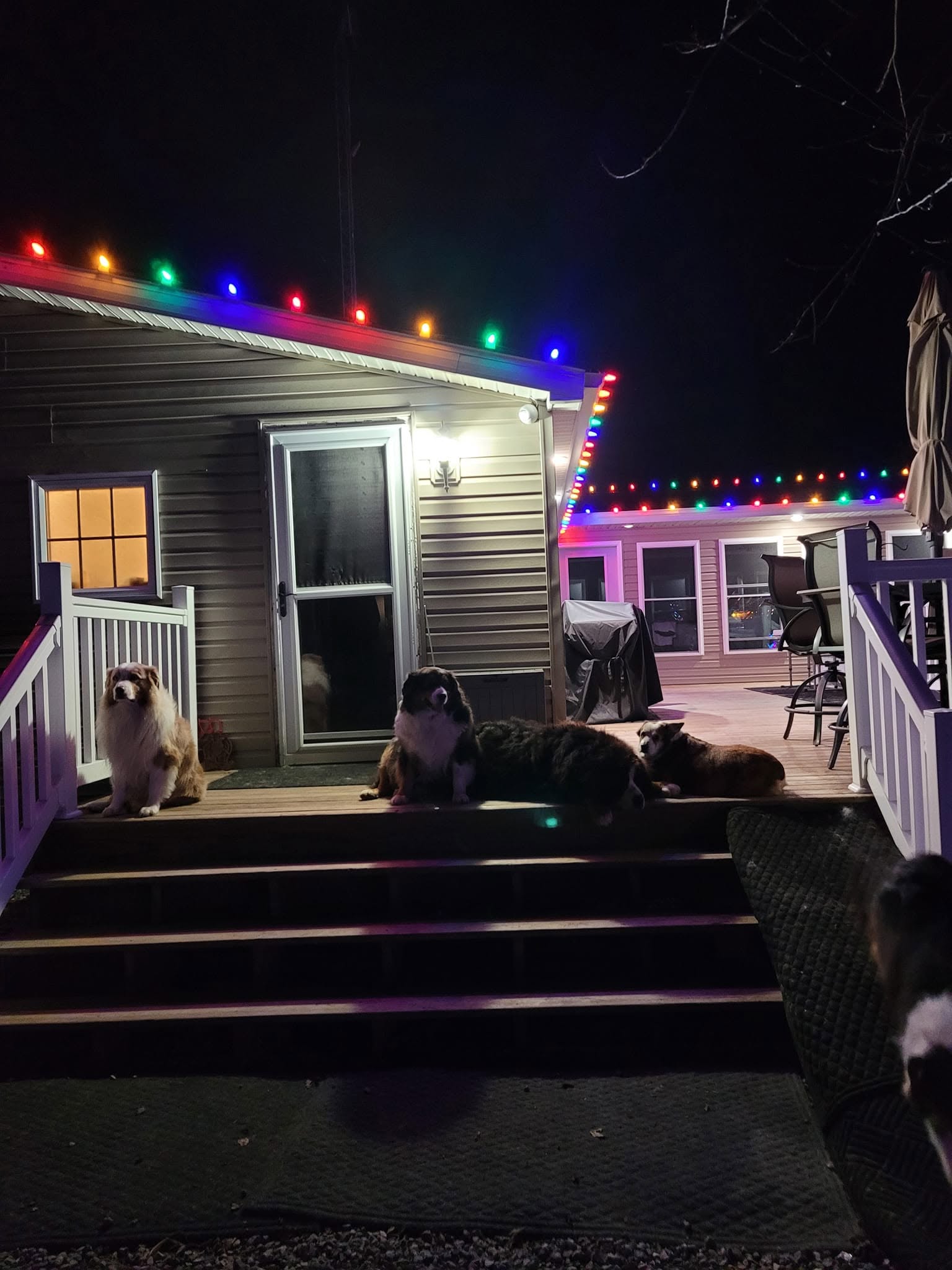Family dogs on a deck decorated with multicolor holiday lights